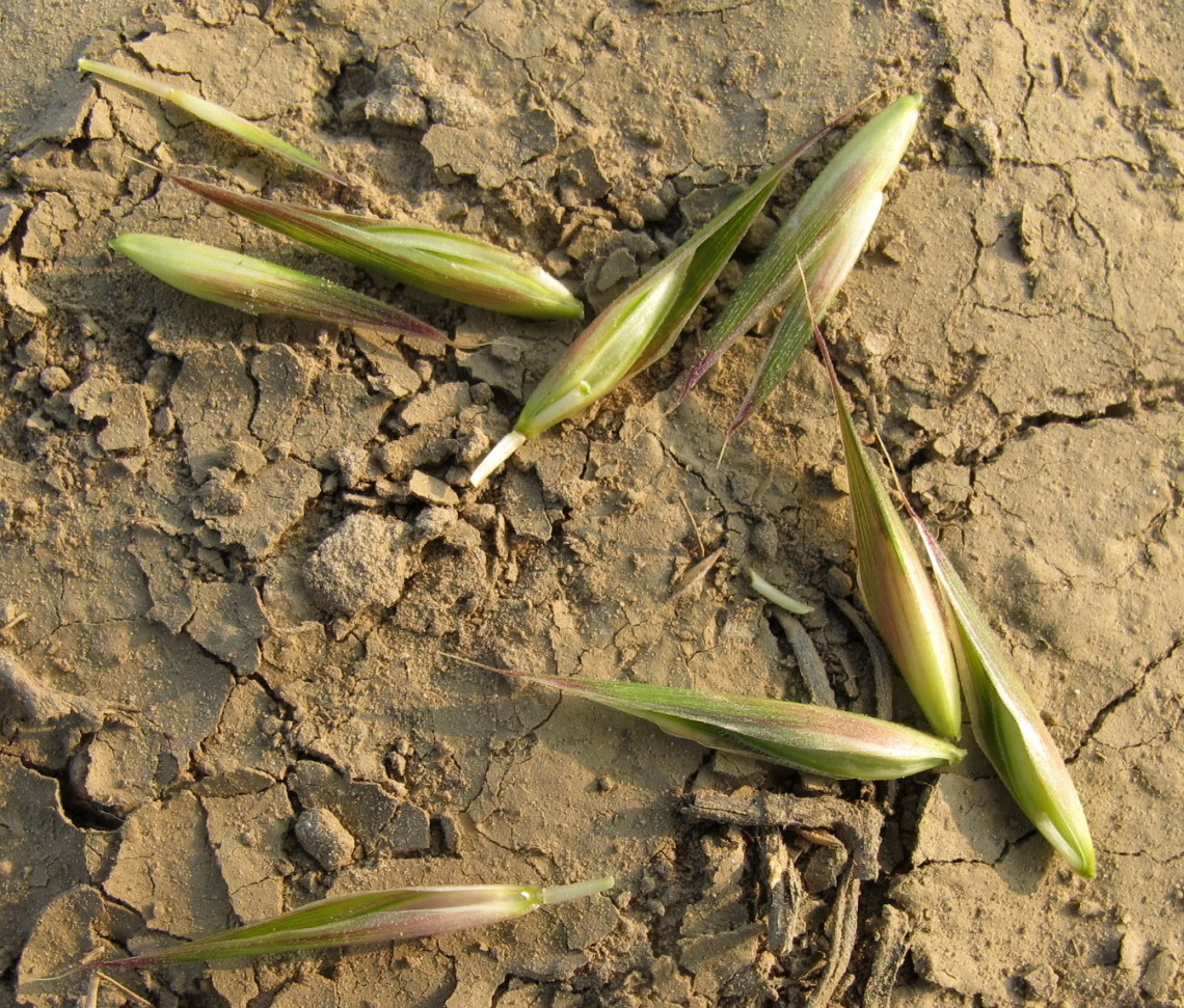Ceratochloa cathartica (Vahl) Herter - Poaceae - Forasacco (2)